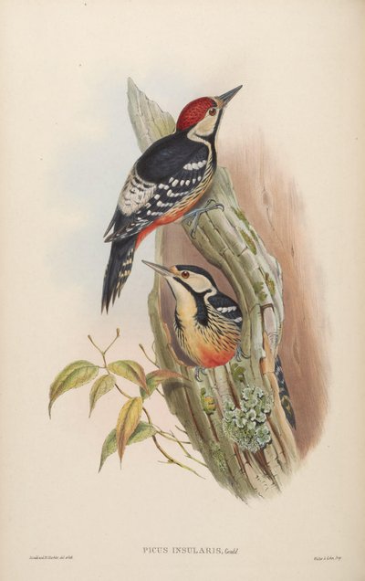 Picus insularis by John Gould